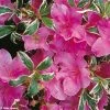 Azalée Du Japon Silver Queen - Rhododendron Hybride 2 Azalée Du Japon Silver Queen - Rhododendron Hybride -Jardin De Fleurs Magasin azalee silver queen 781703 1