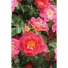 Rosier Grimpant Climbing Max BajazzoÂ® -Jardin De Fleurs Magasin bajazzo2