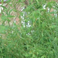 Bambou Non TraÃ§ant - Fargesia Murielae Jumbo