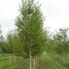 Bouleau Noir - Betula Nigra Heritage -Jardin De Fleurs Magasin betula nigra heritage 83011 1