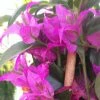 Bougainvillier Glabra Sanderiana -Jardin De Fleurs Magasin bougainvillee glabra sanderiana 87011 1