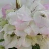 Bougainvillier Spectabilis Blanc-rose -Jardin De Fleurs Magasin bougainvillee spectabilis blanc rose 87005 3