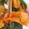 Bougainvillier Spectabilis Orange -Jardin De Fleurs Magasin bougainvillee spectabilis orange 87007 3