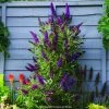 Buddleia Davidii Butterfly Tower - Arbre Aux Papillons -Jardin De Fleurs Magasin buddleia davidii butterfly tower 15344 1 1