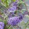 Buddleia Davidii Nanho Blue - Arbre Aux Papillons Nain -Jardin De Fleurs Magasin buddleia davidii nanho blue 80060 2