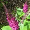 Buddleia Miss Ruby - Buddleia Nain -Jardin De Fleurs Magasin buddleia miss ruby 9712 1