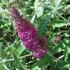 Buddleia Davidii Summer Beauty -Jardin De Fleurs Magasin buddleia summer beauty 7827 1