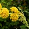 Buddleia Weyeriana Sungold - Arbre Aux Papillons -Jardin De Fleurs Magasin buddleia wayeriana sungold 9603 1 1