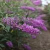 Buddleja Davidii Argus Velvet -Jardin De Fleurs Magasin buddleja davidii argus velvet 86142 3