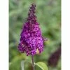 Buddleja Funky Fuchsia - Arbre Aux Papillons -Jardin De Fleurs Magasin buddleja funky fuchsia 100417 1