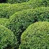 Buis Boule - Buxus Sempervirens 3 Buis Boule - Buxus Sempervirens -Jardin De Fleurs Magasin buis double buxus sempervirens 7524 2