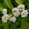 Callicarpa Dichotoma Albibacca -Jardin De Fleurs Magasin callicarpa dichotoma albibacca 86429 1