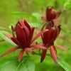 Calycanthus Floridus - Arbre Aux AnÃ©mones -Jardin De Fleurs Magasin calycanthus floridus 9656 4