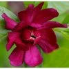 Calycanthus Raulstonii Hartlage Wine - Arbre Aux AnÃ©mones -Jardin De Fleurs Magasin calycanthus raulstonii hartlage wine 95850 4