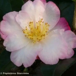 CamÃ©lia D'automne - Camellia Sasanqua Fukusutsumi