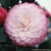 CamÃ©lia Classique - Camellia Nuccio S Pearl -Jardin De Fleurs Magasin camelia NUCCIOS PEARL 7990 1