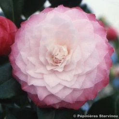 CamÃ©lia Classique - Camellia Nuccio S Pearl