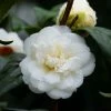CamÃ©lia Nobilissima - Camellia Japonica -Jardin De Fleurs Magasin camelia nobilissima 82825 3
