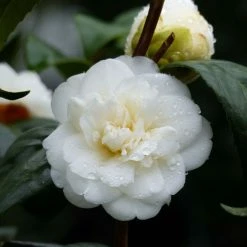 CamÃ©lia Nobilissima - Camellia Japonica