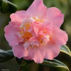 CamÃ©lia Paddy's Perfumed - Camellia Japonica