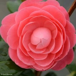 CamÃ©lia Valtevareda - Camellia Japonica