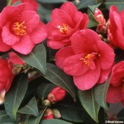 CamÃ©lia ChampÃªtre - Camellia Fairy Wand