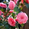 CamÃ©lia Mrs. Tingley - Camellia Japonica