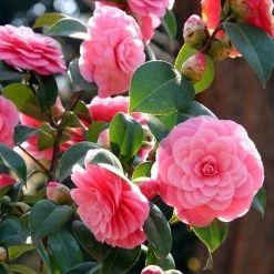 CamÃ©lia Mrs. Tingley - Camellia Japonica