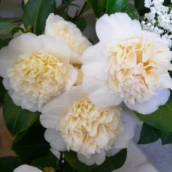 CamÃ©lia Classique - Camellia Jurys Yellow
