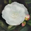 CamÃ©lia D'automne - Camellia Sasanqua Early Pearly -Jardin De Fleurs Magasin camellia sasanqua early pearly 7976 1