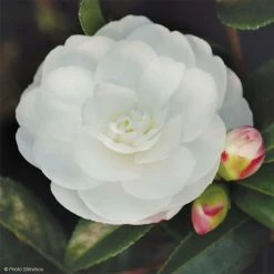 CamÃ©lia D'automne - Camellia Sasanqua Early Pearly