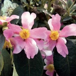 CamÃ©lia D'automne - Camellia Sasanqua Yume