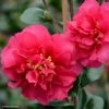Camelia D'automne - Camellia X Hiemalis Bonanza 3 Camelia D'automne - Camellia X Hiemalis Bonanza -Jardin De Fleurs Magasin camellia x hiemalis bonanza 81383 2