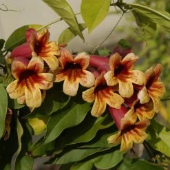 Campsis Capreolata - Bignone Ã  Vrilles