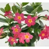 Dipladenia Diamantina Quartz Pink & Yellow -Jardin De Fleurs Magasin capture d cran 2022 03 09 180203