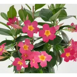 Dipladenia Diamantina Quartz Pink & Yellow