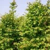 Carpinus Betulus Stegemanns Primus - Charme Commun -Jardin De Fleurs Magasin carpinus betulus stegemanns primus 100428 1