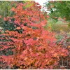 Charme Commun Rockhampton Red - Carpinus Betulus -Jardin De Fleurs Magasin carpinus rockhampton red min