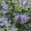 Caryopteris Petit Bleu - SpirÃ©e Bleue -Jardin De Fleurs Magasin caryopteris petit bleu 781569 2