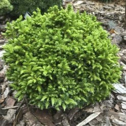 Cryptomeria Japonica Green Pearl - CÃ¨dre Du Japon
