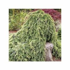 CÃ¨dre De L'Atlas - Cedrus Libani Atlantica Sargentii