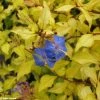 Ceratostigma Willmottianum Sapphire Ring -Jardin De Fleurs Magasin cerastostigma sapphire ring 80432 1