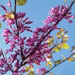 Cercis Siliquastrum - Arbre De JudÃ©e