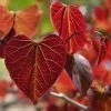 Gainier Du Canada - Cercis Canadensis Red Force -Jardin De Fleurs Magasin cercis canadensis red force copyright 1004381 1 1