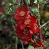 Cognassier Du Japon - Chaenomeles X Superba Elly Mossel 2 Cognassier Du Japon - Chaenomeles X Superba Elly Mossel -Jardin De Fleurs Magasin chaenomeles x superba elly mossel 100442 1