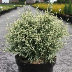 Chamaecyparis Lawsoniana Pearly Swirls - CyprÃ¨s De Lawson