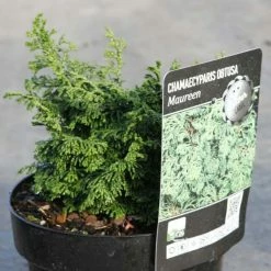 CyprÃ¨s Hinoki Du Japon - Chamaecyparis Obtusa Maureen