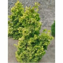 Chamaecyparis Obtusa Rashahiba - Faux CyprÃ¨s Hinoki Du Japon