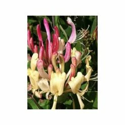 ChÃ¨vrefeuille Des Bois Caprilia Ever