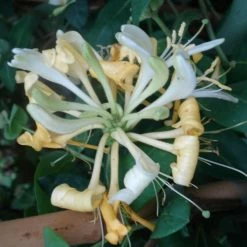 ChÃ¨vrefeuille Scentsation - Lonicera Periclymenum